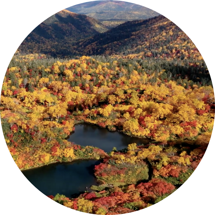 大雪山高原温泉沼めぐり登山コース | season2 第八回：紅葉が織りなす色彩豊かなグラデーションの美景 | DISCOVER 大雪