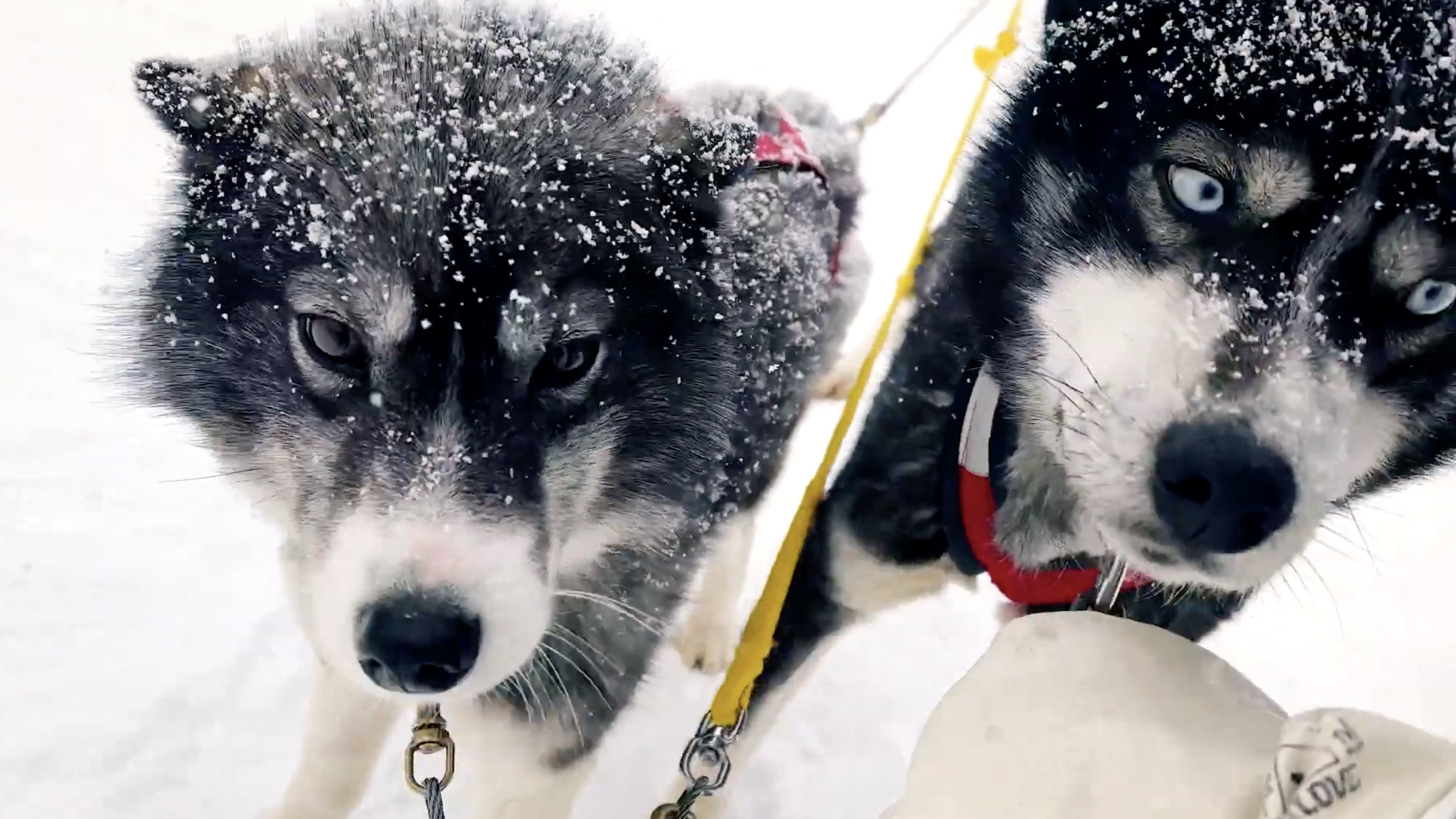 写真1 | season2 第十
二回：白銀の世界を疾走する犬ぞり体験」 | DISCOVER 大雪